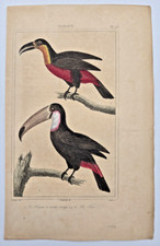 Gravure oiseaux couleur XIXe 