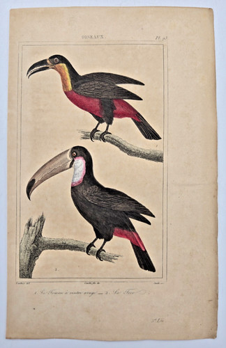 Gravure oiseaux couleur xixe - couleur,