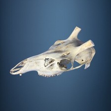 469SKU Crane de cerf, bois de