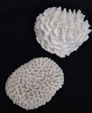 LOT DE 2 CORAUX CERVEAUX