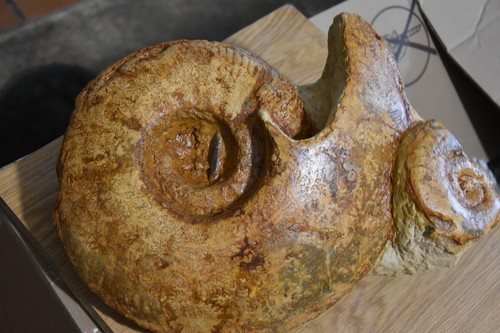 Géante hammatoceras speciosum - géante,
