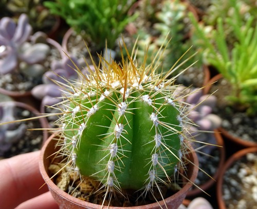 Echinopsis poco gymnocalycium - echinopsis,