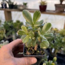 CRASSULA OVATA ‘CARNIVALE’! UNCOMMON VARIEGATED DWARF VARIETY!