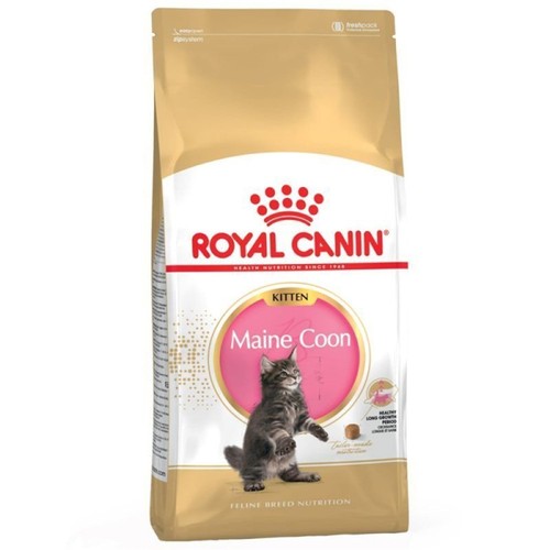 Chaton maine coon fbn - coon, kg
