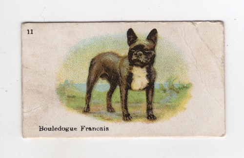 Bat australia best dogs - australia, of