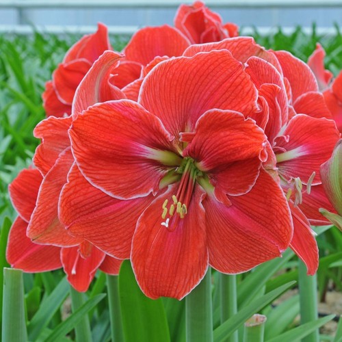 Amaryllis dutch magic touch - 'magic, touch'