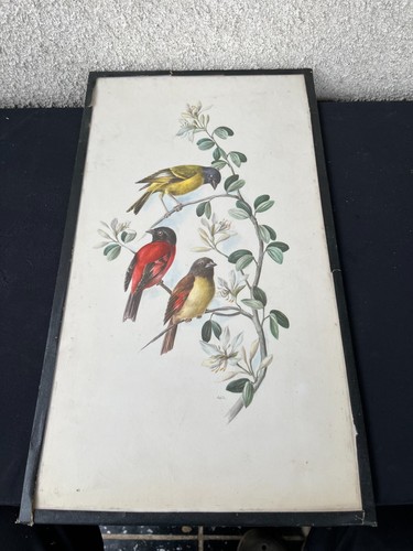 Lithographie oiseaux trois - :,