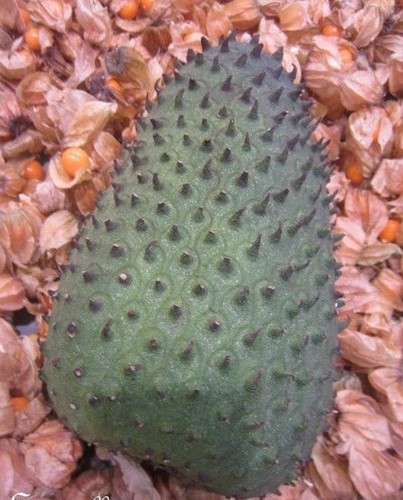 Corossolier annona - ♫,