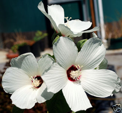 Graines hibiscus de - 5,