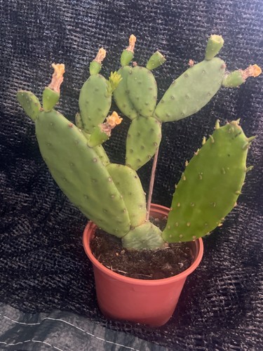Cactus opuntia humifusa fleurs - cactus,