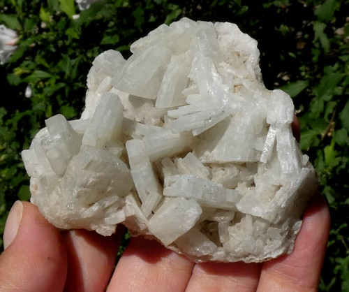 Baryte crêtée bleue - crêtée,