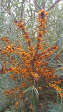 Hippophae rhamnoides 'Sandora'
