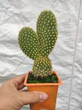 Cactus Opuntia microdasys amarilla 16 cm aprox en godet