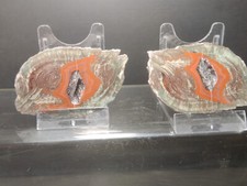 CRIS 6 O OLD STOCK PAIRE DE LITHOPHYSE  POLIE MASSIF DE L'ESTEREL VAR FRANCE