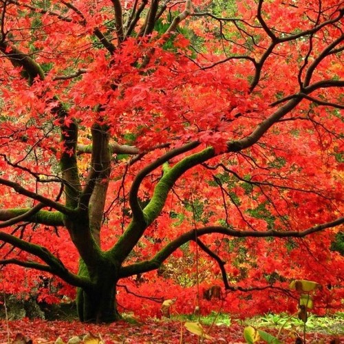 Graines érable japon - -,
