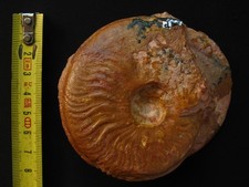 2 ammonites de l'Aalénien 