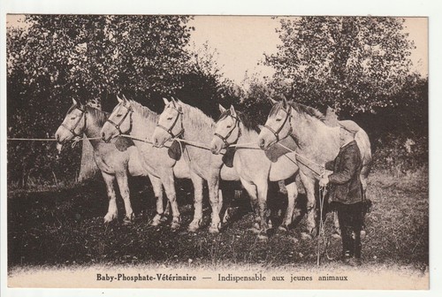 Théme veterinaire - théme, &