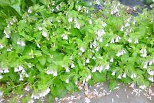 3+   Comfrey,   plants,  Bocking 14--sterile hybrid
