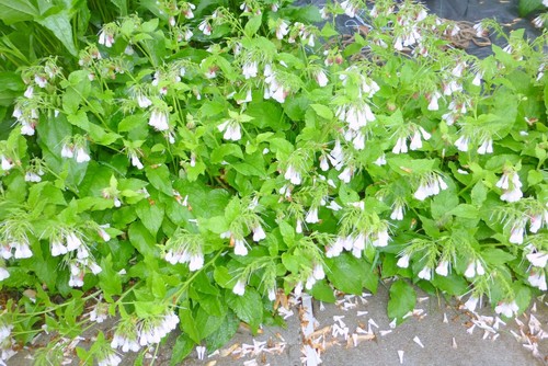 Comfrey plants - ,