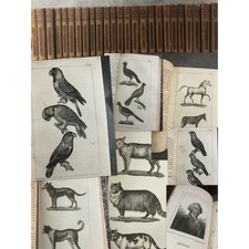 Buffon Cuvier 26 volumes 221