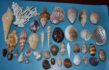 COLLECTION  DE 39 COQUILLAGES