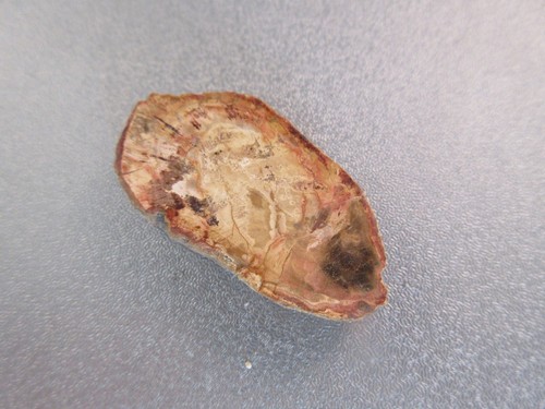 Madagascar petrified wood - madagascar,