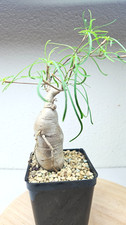 Euphorbia hedyotoides