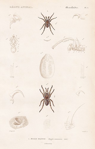 Araignées mygale coementaria - araignées,