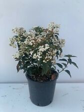 N.6 PLANTES DE VIBURNO TINUS