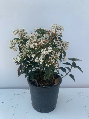 Plantes viburno tinus - n.6,