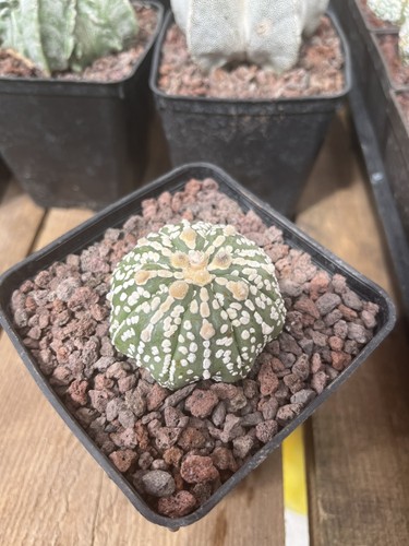 Cactus astrophytum asterias - cactus,