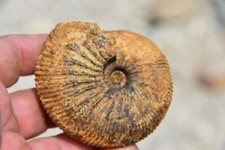 Grande ammonite Mayaites lemoinei oxfordien de Atsimo Andrefana Madagascar
