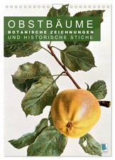 Arbres fruitiers : dessins