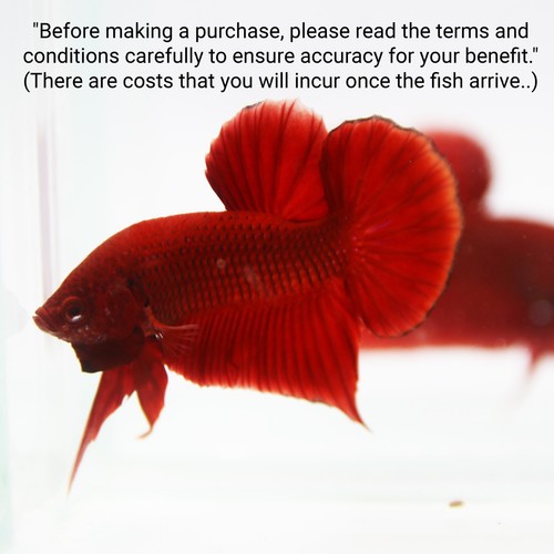 Aquarium betta poisson vivant - aquarium,