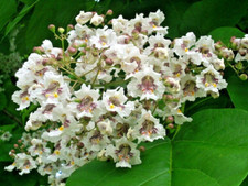 30 SOUTHERN CATALPA SEEEDS - Catalpa bignonioides