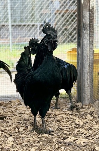 Ayam cemani hatching eggs - 6+,
