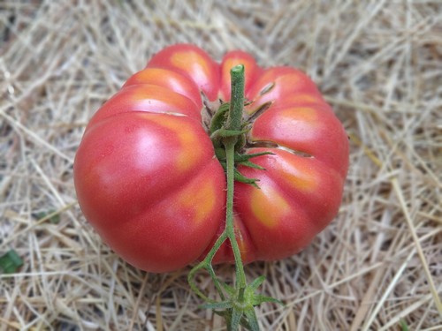 Graines tomates - de,