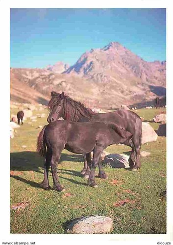 Carte postale animaux - carte,