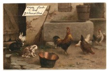 Rooster, Chickens and Rabbits by Illustrator. Posted in 1903.