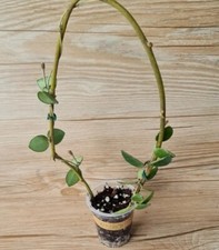 Hoya Mathilde avec pédoncule