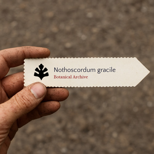 Nothoscordum gracile slender - gracile, |