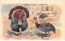 Chromos -COR12129 - Animaux