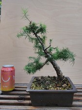 LARCH TAMARACK bonsai tree in antique Kinkazo 金華造印 pot - NO RESERVE AUCTION
