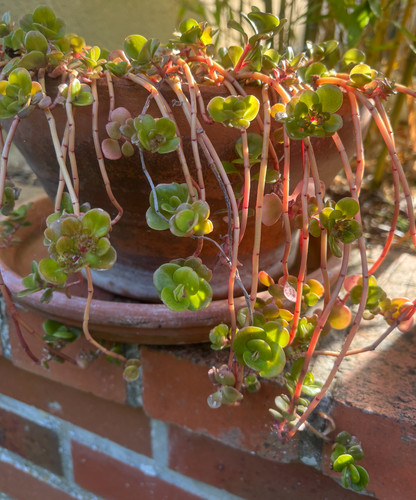 Lot boutures sedum - lot, makinoi