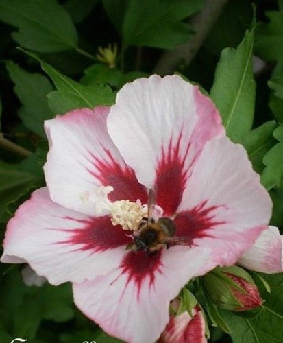 Hibiscus hamabo pétale - hibiscus, 'hamabo'