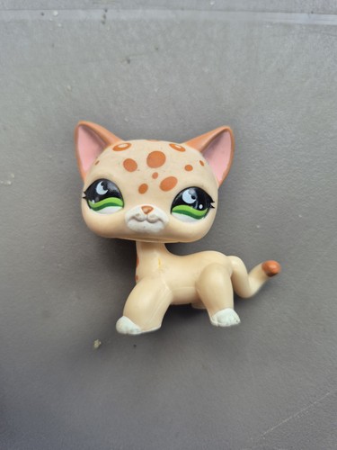 Petshop european cat - petshop,