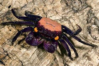 Crabe geosesarma dennerle - geosesarma, (