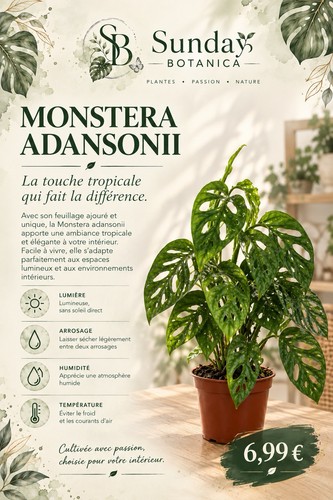 Plante monstera adansonii - plante,