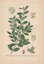 Buis ( Buxus Sempervirens Spirale) Chromo-Lithographie De 1891 Common Boîte