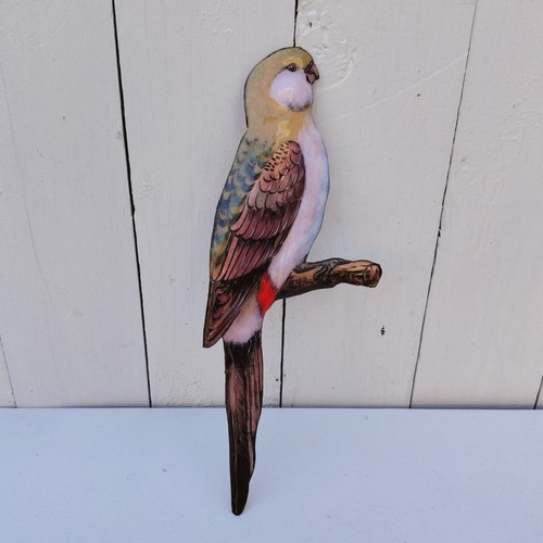 Oiseau perruche australienne